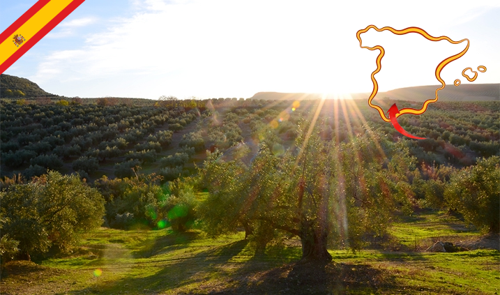 Spanish Dehesa Landscape